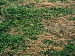 glyphosate weed killer — Photo by Engin Akyurt on Pexels