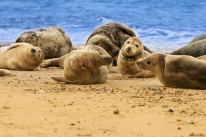 how seals apos — Photo by Jacek on Pexels
