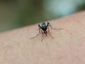 mosquitoes malaria history — Photo by Igud Supian on Pexels