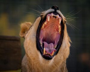 trump gets roaring — Photo by Dmytro Koplyk on Pexels