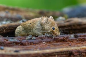 is hantavirus the — Photo by Siegfried Poepperl on Pexels