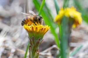 preserving pollinators is — Photo by Erik Karits on Pexels
