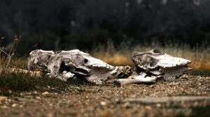 remains of us — Photo by Göksun Barış Gökalp on Pexels
