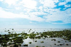 algae clouded trump — Photo by SICULA Đỗ on Pexels