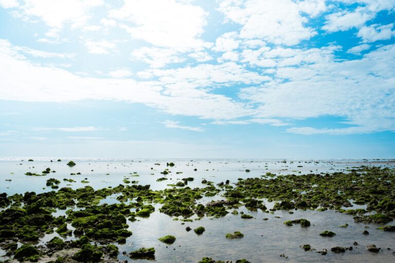 REALITY CHECK: ALGAE CLOUDED TRUMP APOS S VISION FOR THE REFLECTING POOL  BUT SC