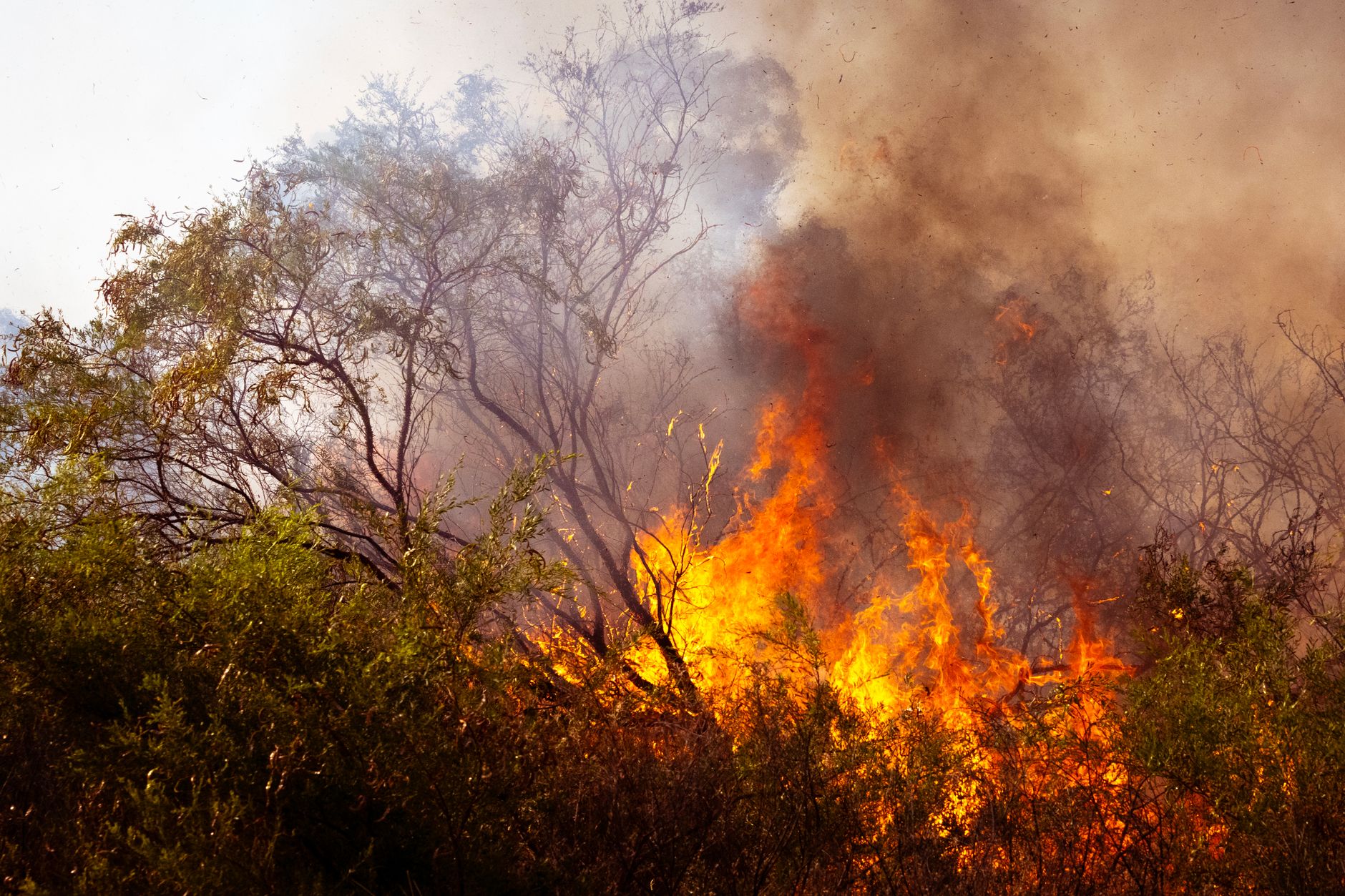 WARNING: AS WESTERN FIRES ERUPT  TRUMP APOS S FOREST SERVICE SAYS IT APOS