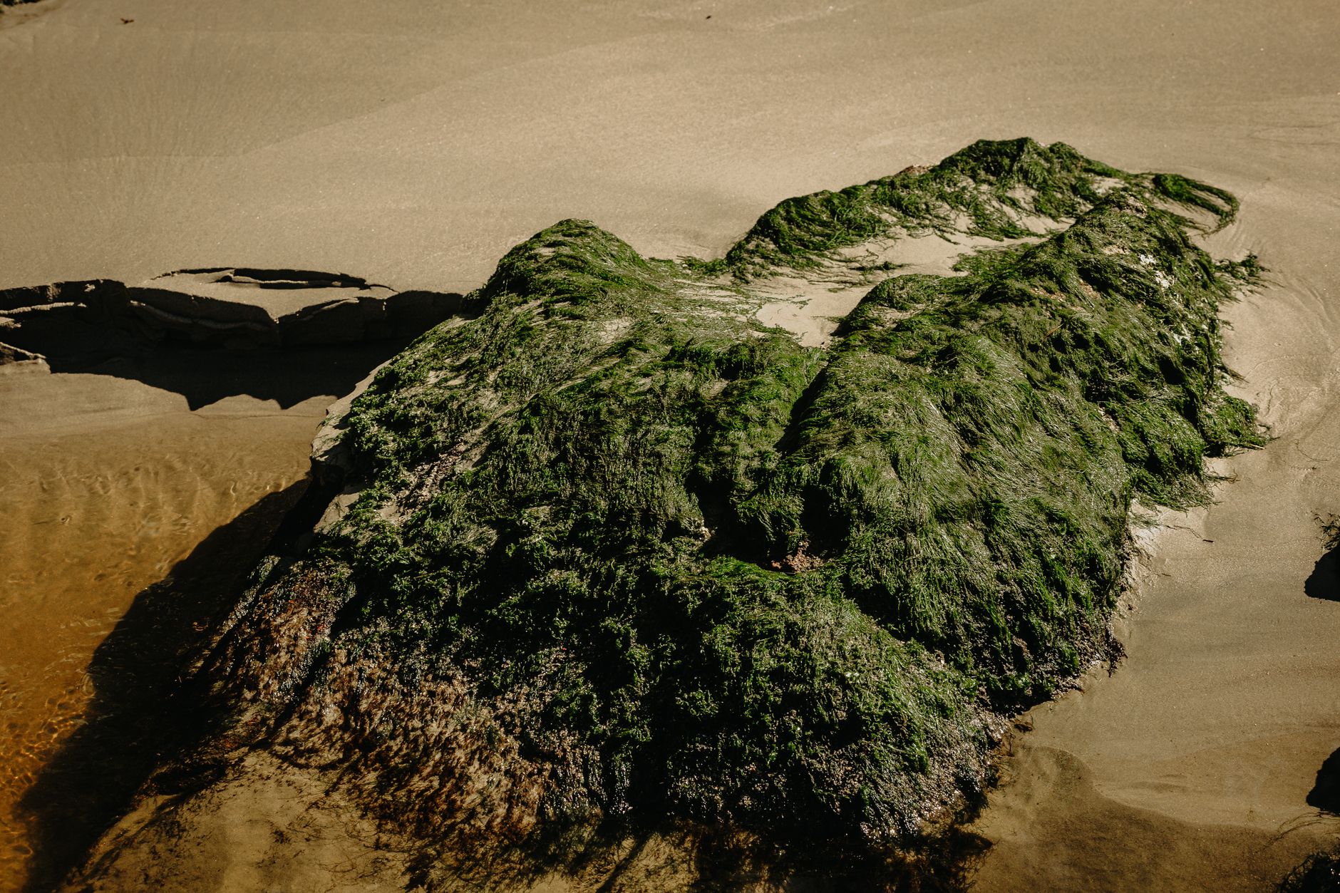 EXPLAINED: OPINION  ALGAE DOESN APOS T CARE ABOUT OUR PARTY LINES