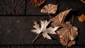 vance leaves for — Photo by Bilakis on Pexels